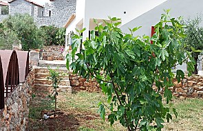 Feigenbaum