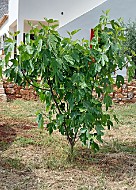 Gartenpflanzen