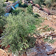 Olivenbaum